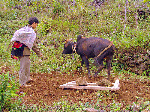 bull plowing field - dad carrying baby - between tám sơn and yên minh - vietnam, agriculture, baby animal, child, dad, farming, father, field, hill tribes, indigenous, kid, plow, plowing, working animal
