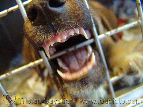 dog in cage, biting, cage, canine, dog, incisors, mouth, snout, teeth