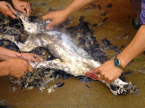dog meat - plucking - thịt ch&oacute; - vietnam