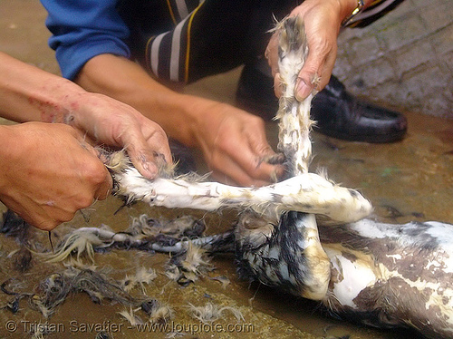 dog meat - plucking - thịt ch&oacute; - vietnam