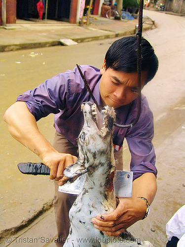dog meat - plucking - thịt ch&oacute; - vietnam