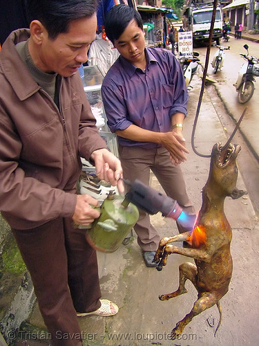 dog meat - singeing - thịt ch&oacute; - vietnam