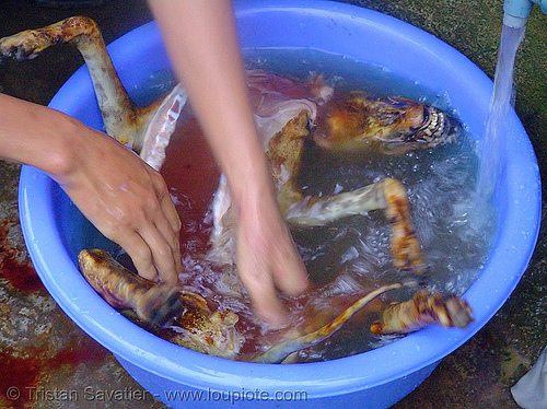 dog meat - rinsing carcass - thịt ch&oacute; - vietnam
