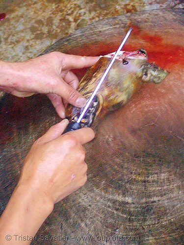 dog meat - cutting jaw off - thịt ch&oacute; - vietnam