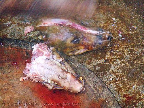 dog head and jaw - thịt ch&oacute; - vietnam