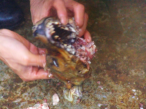 extracting dog brain - thịt ch&oacute; - vietnam