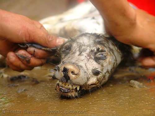 plucking the dog - thịt ch&oacute; - vietnam