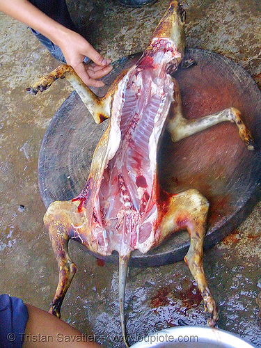 photo of: dog meat - carcass - thịt ch&oacute; - vietnam