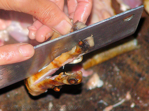 dog meat - cutting paw - thịt ch&oacute; - vietnam