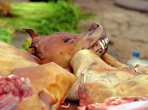 dog meat shop - thịt ch&oacute; - vietnam