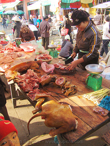 dog tail - dog meat shop