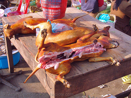 dog meat shop - thịt ch&oacute; - vietnam