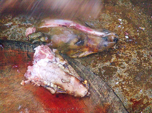 dog head and jaw - thịt chó - vietnam, butcher, carcass, dead dog, dog head, dog meat, food dog, raw meat