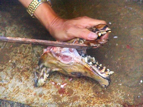 dog meat - cutting jaw off - thịt chó - vietnam, butcher, carcass, dead dog, dog head, dog meat, food dog, raw meat, teeth