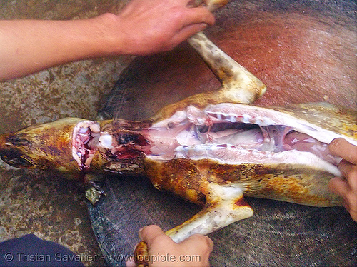 dog meat - cutting-up - thịt chó - vietnam, butcher, carcass, dead dog, dog meat, eviscerating, food dog, guts, raw meat