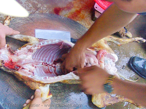 dog meat - eviscerating - thịt chó - vietnam, butcher, carcass, dead dog, dog meat, eviscerating, food dog, guts, intestine, raw meat, rib cage, ribs