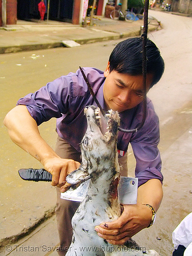 dog meat - plucking - thịt chó - vietnam, butcher knife, carcass, cleaver, dead dog, dog meat, food dog, hook, plucking