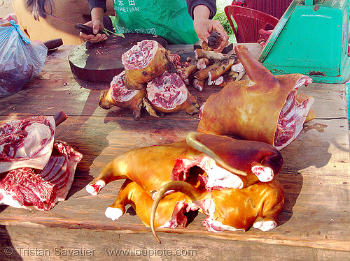 dog meat shop - thịt chó - vietnam, butcher, carcass, dead dog, dog head, dog meat, dogs, food dog, lang sơn, meat market, paws, raw meat, street market