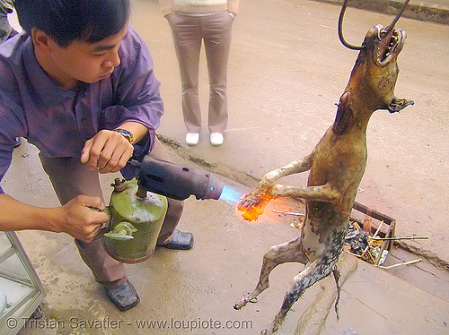dog meat - singeing, blowtorch, burned, burning, butcher, carcass, dead dog, dog meat, fire, food dog, grilled, roasted, singeing