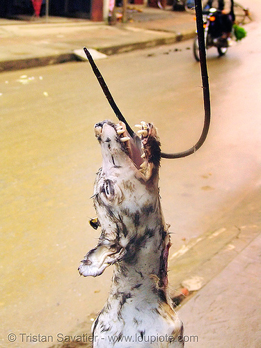 dog on hook - thịt chó - vietnam, butcher, carcass, dead dog, dog head, dog meat, food dog, hook