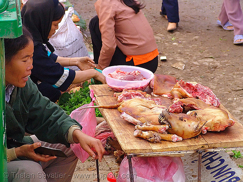 woman selling dog meat, butcher, cao bằng, carcass, dead dog, dog head, dog meat, dogs, food dog, meat market, paws, raw meat, street seller