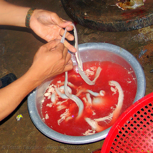 dog meat - cleaning  the intestine to make sausages. or should we say, "hot dogs" - thịt chó - vietnam, butcher, dog blood sausage, food dog, guts, hot dogs, intestine, meat, sausages, stuffing, vietnam