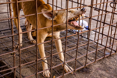 food dog biting cage, waiting to be slaughtered at dog meat market, biting, food dog, manado, meat market, metal cage