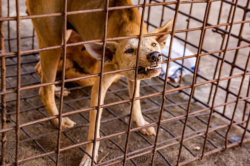 food dog biting cage, waiting to be slaughtered at dog meat market, biting, food dog, manado, metal cage