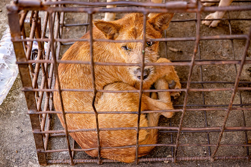 food dog in cage, waiting to be slaughtered at dog meat market, food dog, manado, metal cage