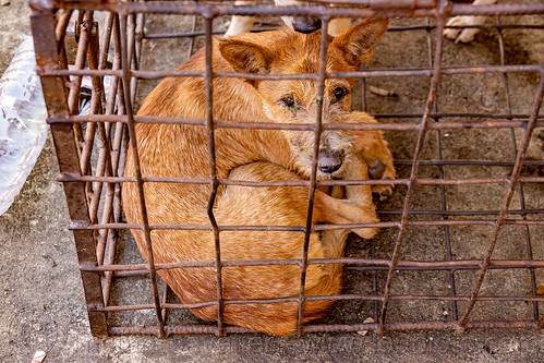 food dog in cage, waiting to be slaughtered at dog meat market, food dog, manado, metal cage