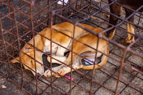 food dog sleeping in cage, waiting to be slaughtered at dog meat market, food dog, manado, metal cage, sleeping