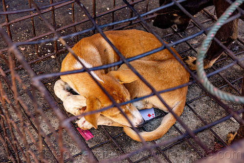 food dog sleeping in cage, waiting to be slaughtered at dog meat market, food dog, manado, meat market, metal cage, sleeping