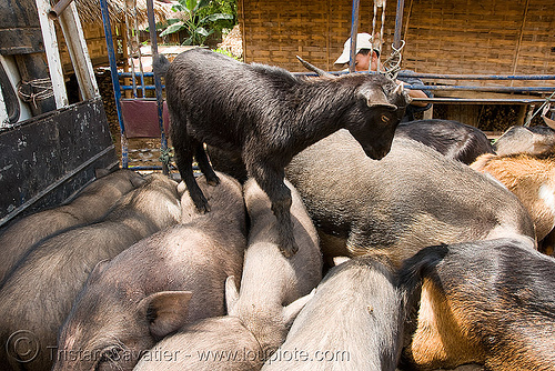 goat kid on pigs - laos, child, crowded, goat, kid, pigs