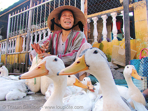 live geese at market - vietnam, birds, geese, goose, hoi an, hội an, merchant, poultry, street market, street seller, vendor