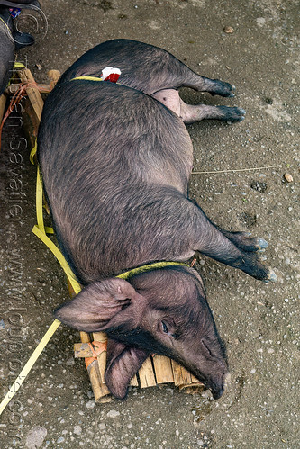 live pig tied-up on bamboo crate for transport to the market, bolu market, pasar bolu, rantepao, tana toraja