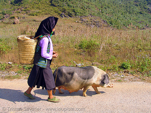 miao tribe woman with her pig on the road - vietnam, asian woman, hill tribes, indigenous, mature woman, miao tribe, mèo vạc, old, pig