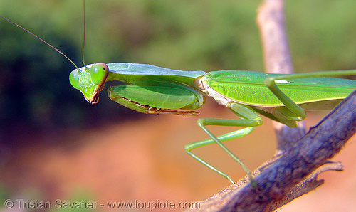 praying mantis on a stick, closeup, giant shield mantis, insect, mantis religiosa, mantodea, praying mantid, praying mantis, wildlife
