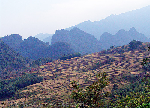 terrace farming - rice fields - vietnam, landscape, rice fields, rice paddies, terrace agriculture, terrace farming, terraced fields