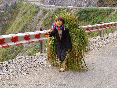 tribe kid carrying grass - vietnam, boy, child, hill tribes, indigenous, kid, ma pi leng pass, mã pí lèng pass