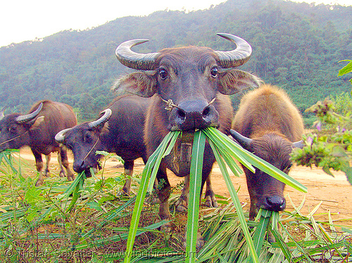 water buffaloes eating grass, chewing, cow nose, cow snout, eating, water buffaloes