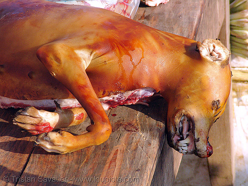 carcass in dog meat shop, butcher, carcass, dead dog, dog head, dog meat, food dog, lang sơn, meat market, paws, raw meat, street market