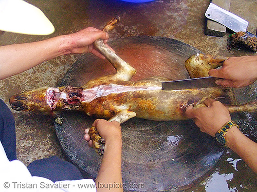 dog meat - cutting-up - thịt chó - vietnam, butcher, carcass, dead dog, dog meat, eviscerating, food dog, raw meat, singeing