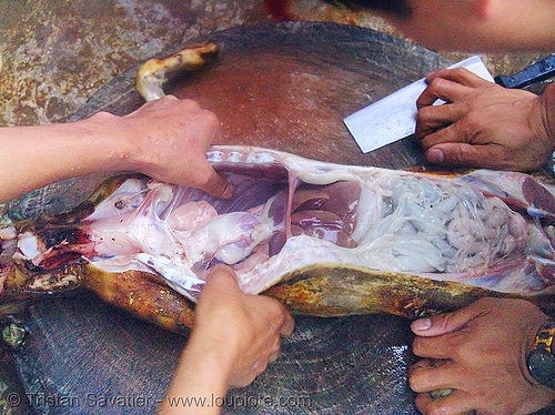 dog meat - cutting-up - thịt chó - vietnam, butcher, carcass, dead dog, eviscerating, food dog, guts, intestine, raw meat, rib cage