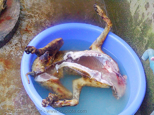 dog meat - rinsing carcass - thịt chó - vietnam, butcher, carcass, dead dog, food dog, raw meat, vietnam