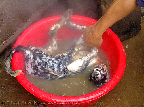 dog meat - scalding - thịt chó - vietnam, butcher, carcass, dead dog, food dog, scalding, vietnam