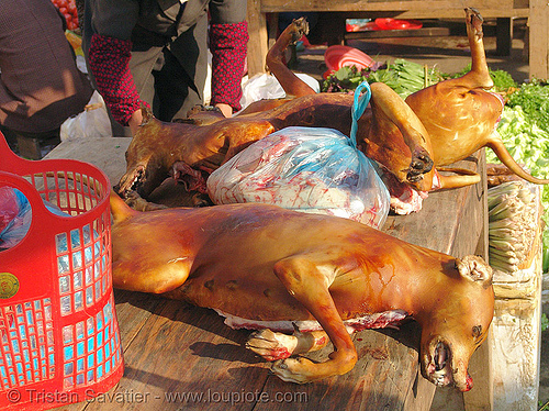 dog meat shop - thịt chó - vietnam, butcher, carcass, dead dog, dog head, dogs, food dog, lang sơn, meat market, paws, raw meat, street market
