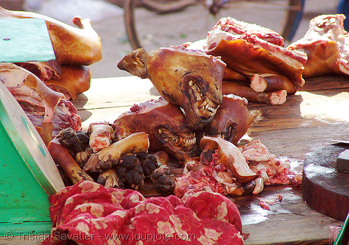 dog meat shop - thịt chó - vietnam, butcher, carcass, dead dogs, dog head, dog meat, food dog, lang sơn, meat market, paws, raw meat, street market