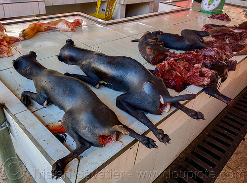 dogs and dog meat sold at meat market in manado, carcass, dead dog, dog meat, food dog, manado, meat market, raw meat
