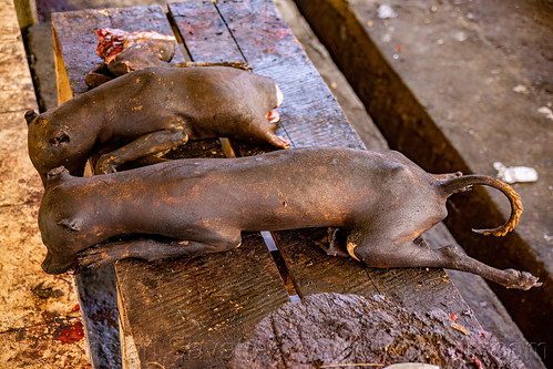singed dog carcasses sold at dog meat market, carcass, dead dog, dog meat, food dog, manado, meat market, raw meat