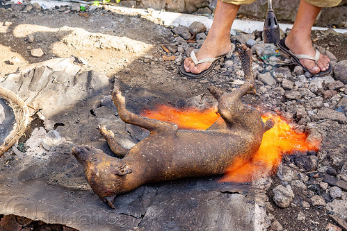 singeing dog carcass at dog meat market, blowtorch, carcass, dead dog, dog meat, food dog, manado, meat market, raw meat, singeing